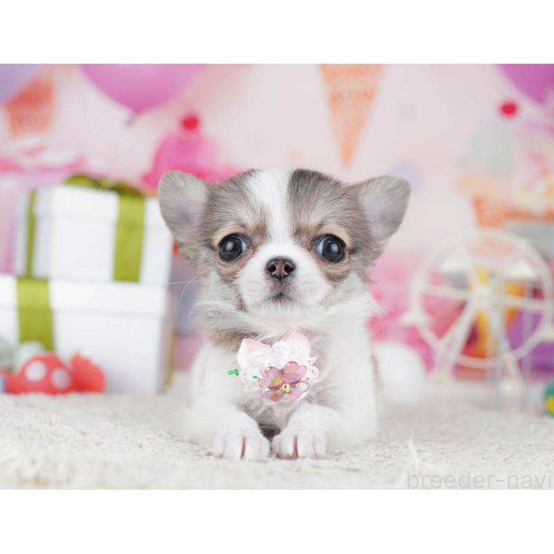 販売中の神奈川県のチワワ(ロングコート)-445417の13枚目