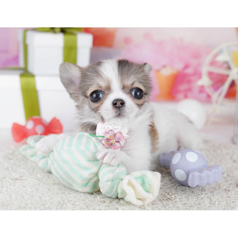 販売中の神奈川県のチワワ(ロングコート)-445417の12枚目