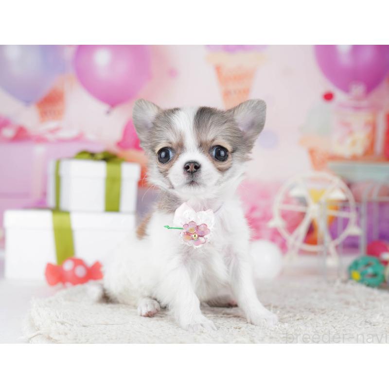 販売中の神奈川県のチワワ(ロングコート)-445417の11枚目