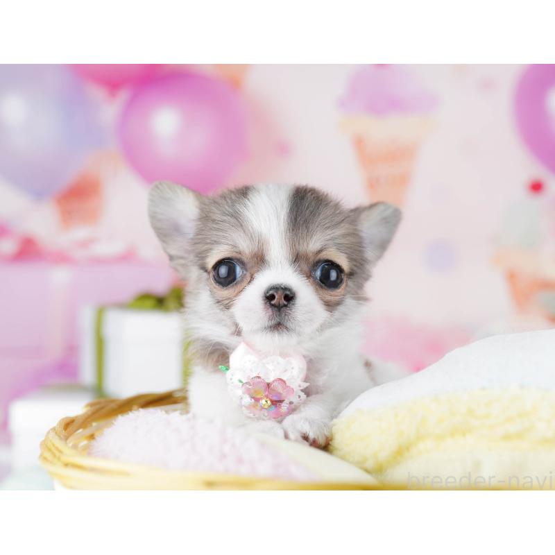 販売中の神奈川県のチワワ(ロングコート)-445417の10枚目