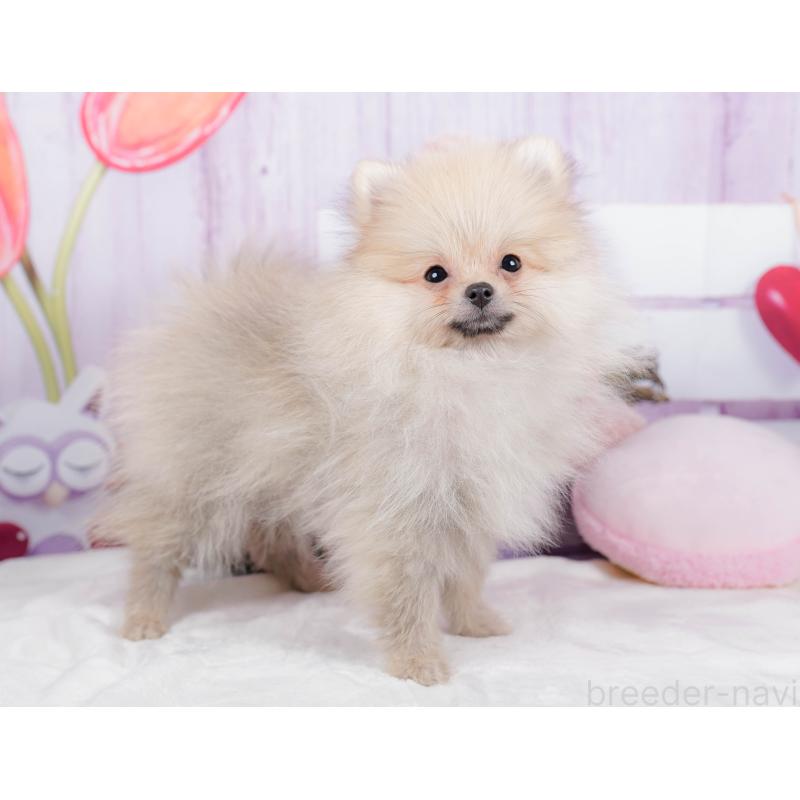 販売中の神奈川県のポメラニアン-445418の15枚目