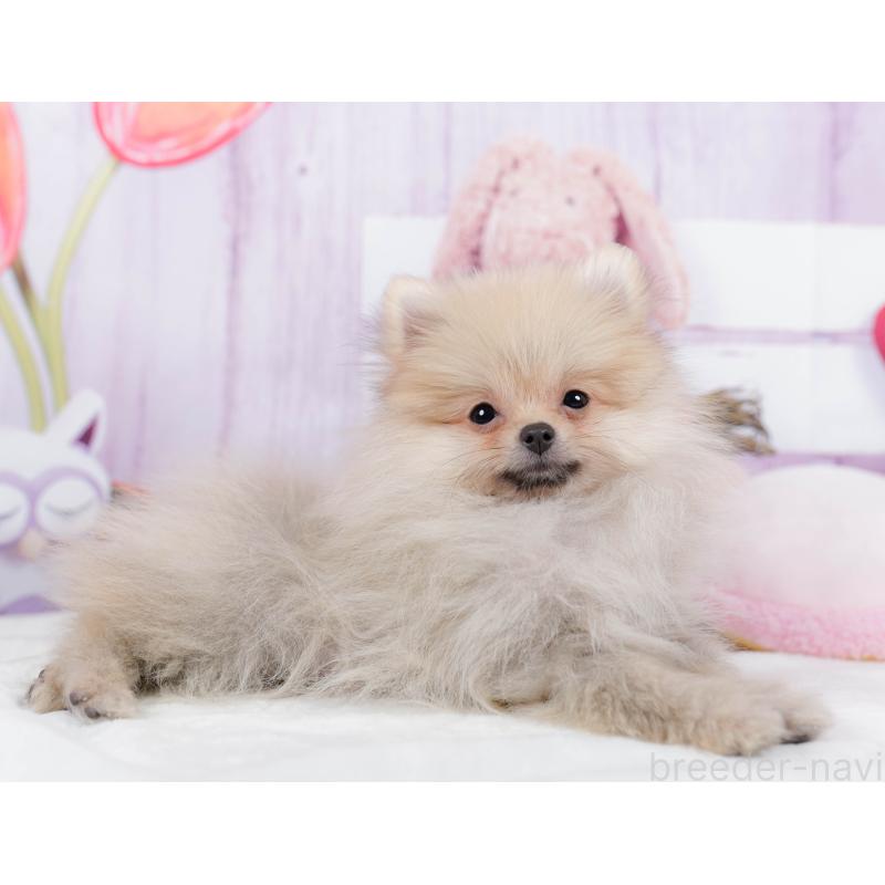 販売中の神奈川県のポメラニアン-445418の14枚目