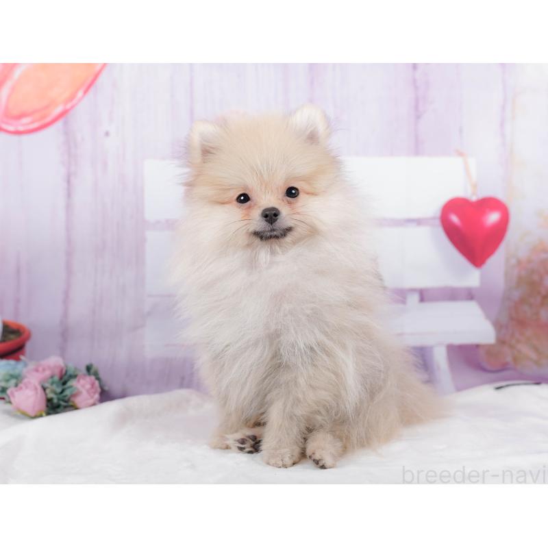 販売中の神奈川県のポメラニアン-445418の13枚目