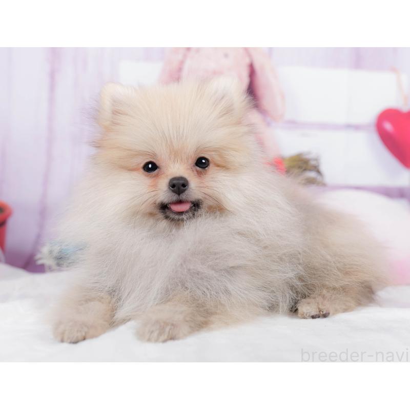 販売中の神奈川県のポメラニアン-445418の12枚目