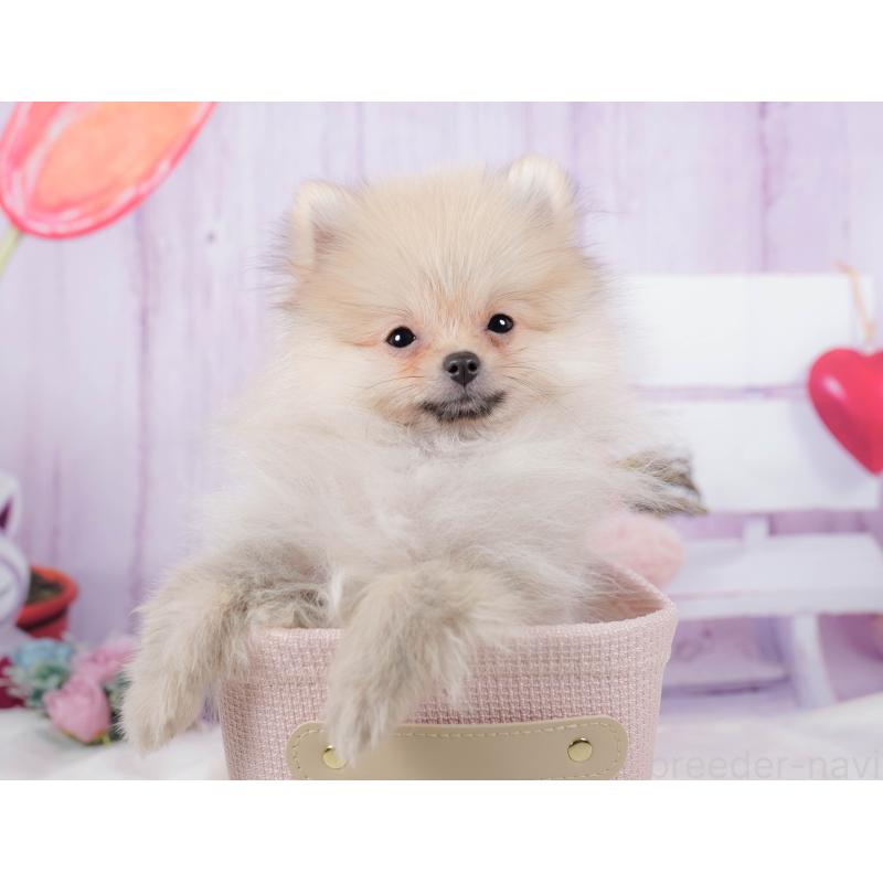 販売中の神奈川県のポメラニアン-445418の11枚目