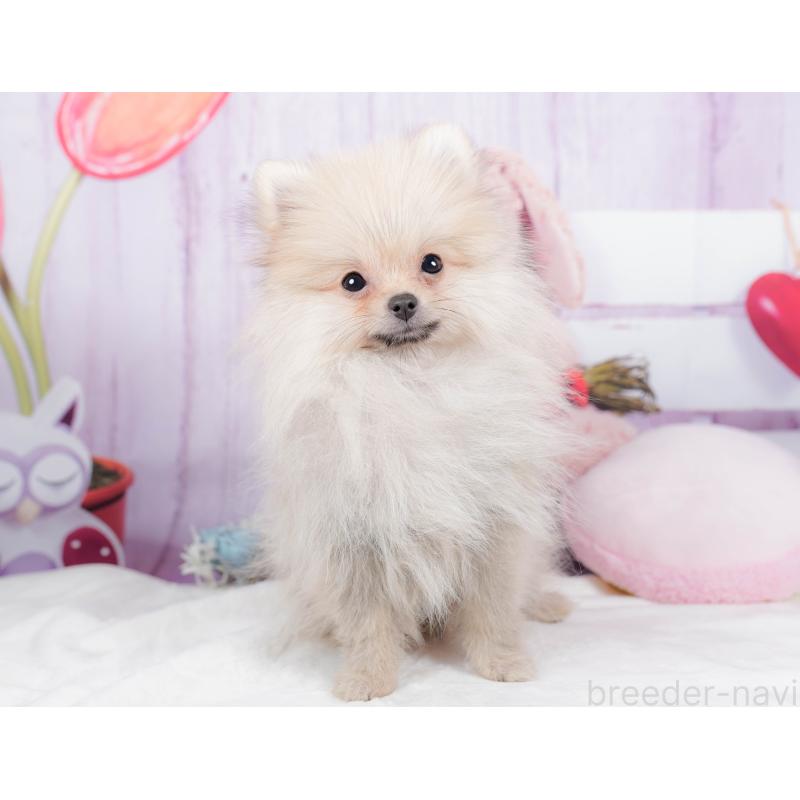 販売中の神奈川県のポメラニアン-445418の10枚目