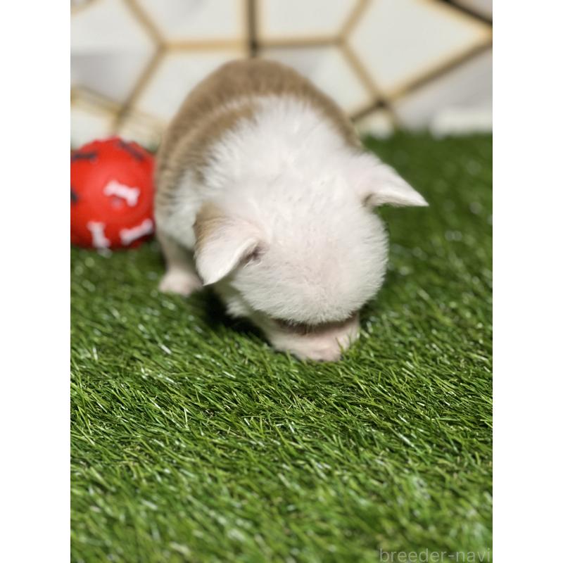 販売中の静岡県のウェルシュコーギーペンブローク-445419の8枚目