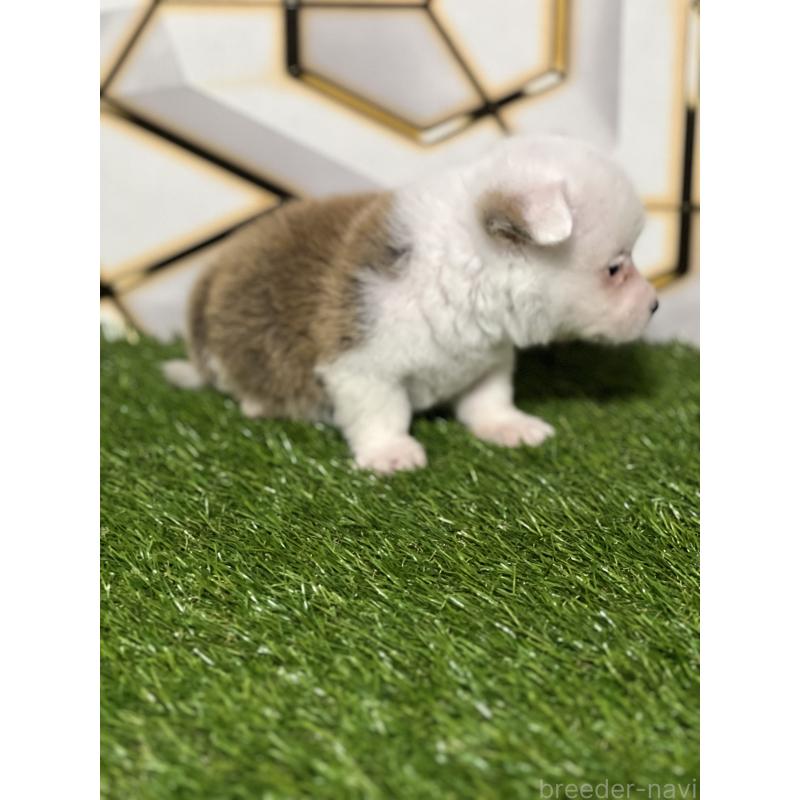 販売中の静岡県のウェルシュコーギーペンブローク-445419の6枚目