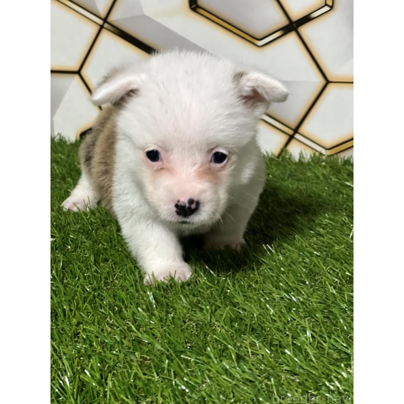 販売中の静岡県のウェルシュコーギーペンブローク-445419の5枚目