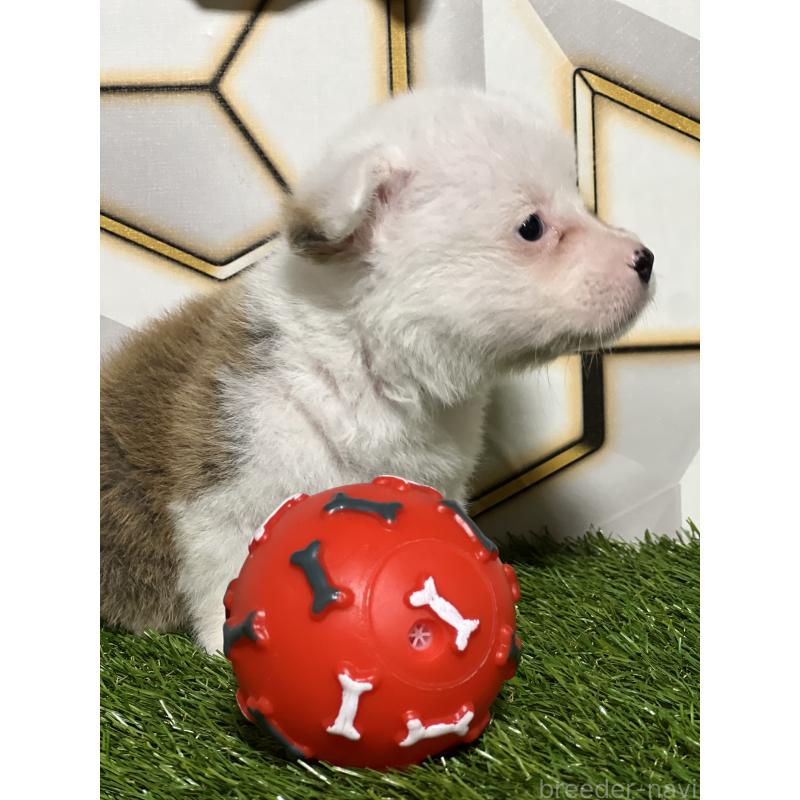 販売中の静岡県のウェルシュコーギーペンブローク-445419の3枚目