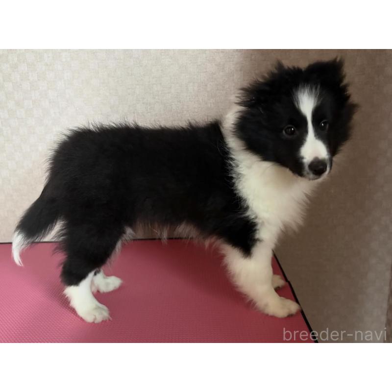 販売中の愛知県のシェットランドシープドッグ(シェルティ)-431717の2枚目