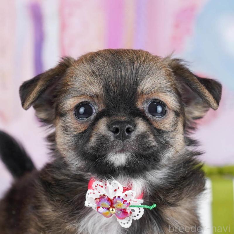 成約済の神奈川県のチワワ(ロングコート)-445420の1枚目