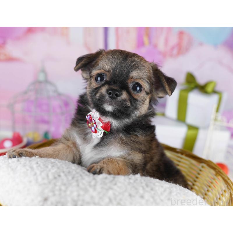 成約済の神奈川県のチワワ(ロングコート)-445420の15枚目