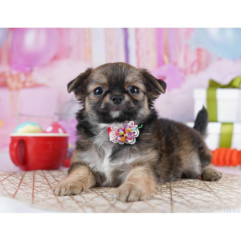 成約済の神奈川県のチワワ(ロングコート)-445420の14枚目