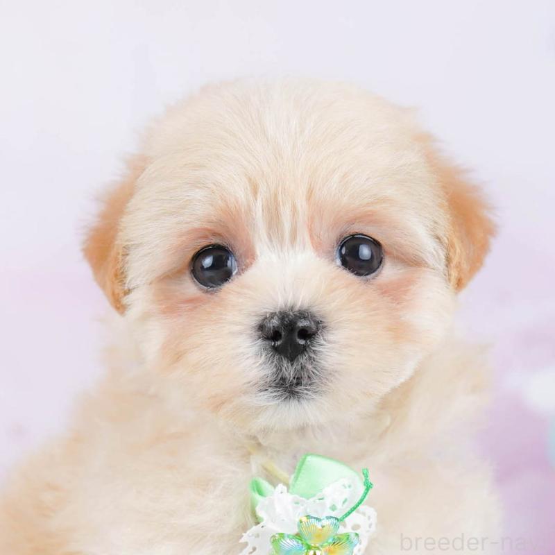 成約済の神奈川県のマルプー:マルチーズ×トイプードル-445421の1枚目