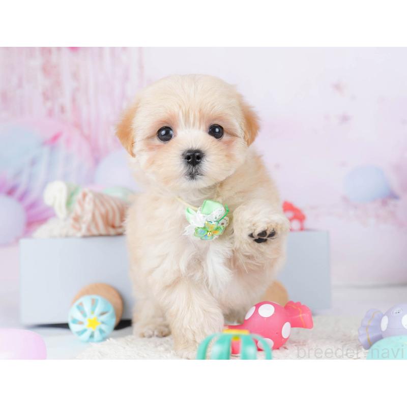 成約済の神奈川県のマルプー:マルチーズ×トイプードル-445421の14枚目