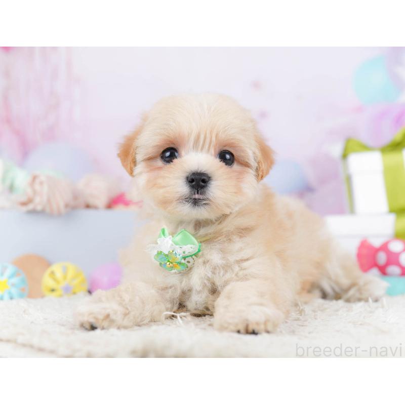 成約済の神奈川県のマルプー:マルチーズ×トイプードル-445421の11枚目