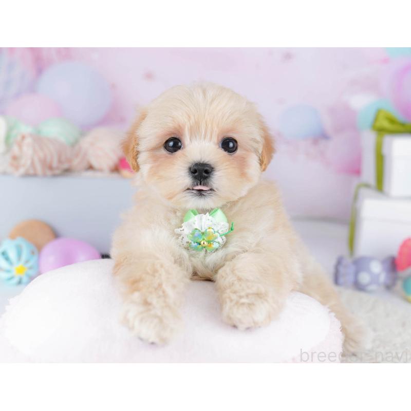 成約済の神奈川県のマルプー:マルチーズ×トイプードル-445421の10枚目