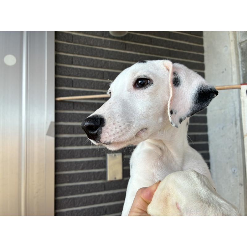 販売中の沖縄県のダルメシアン-445423の3枚目