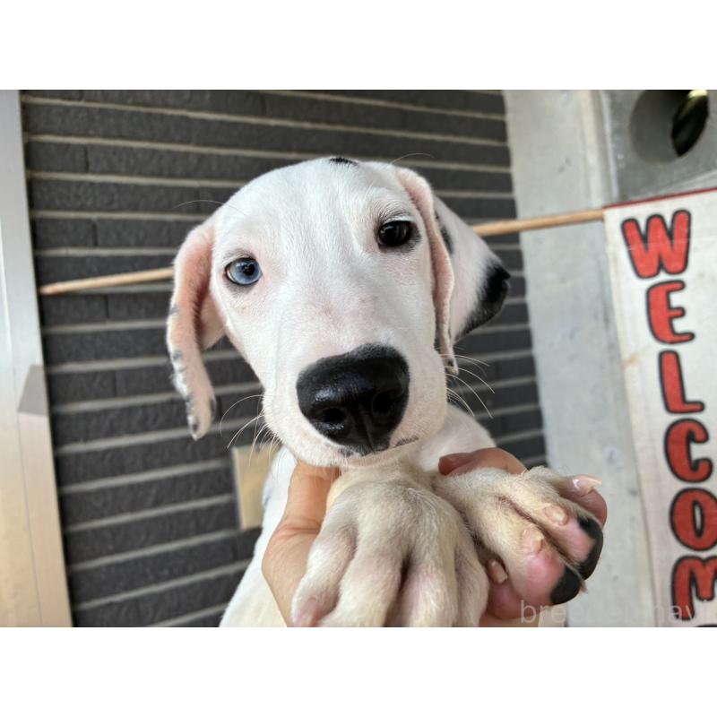 販売中の沖縄県のダルメシアン-445423の2枚目