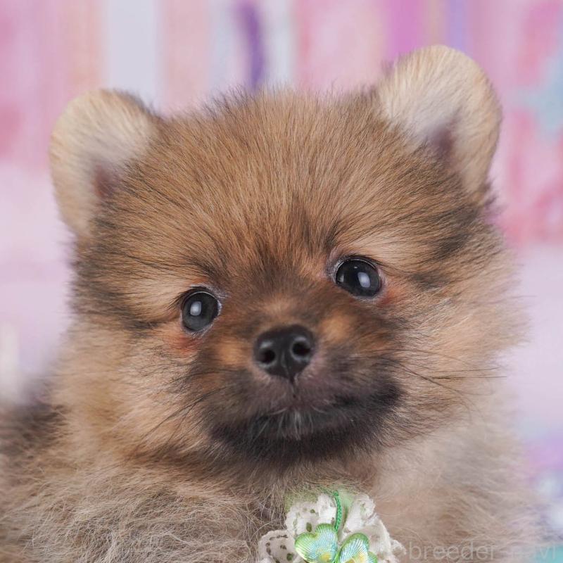 成約済ののポメラニアン-445424