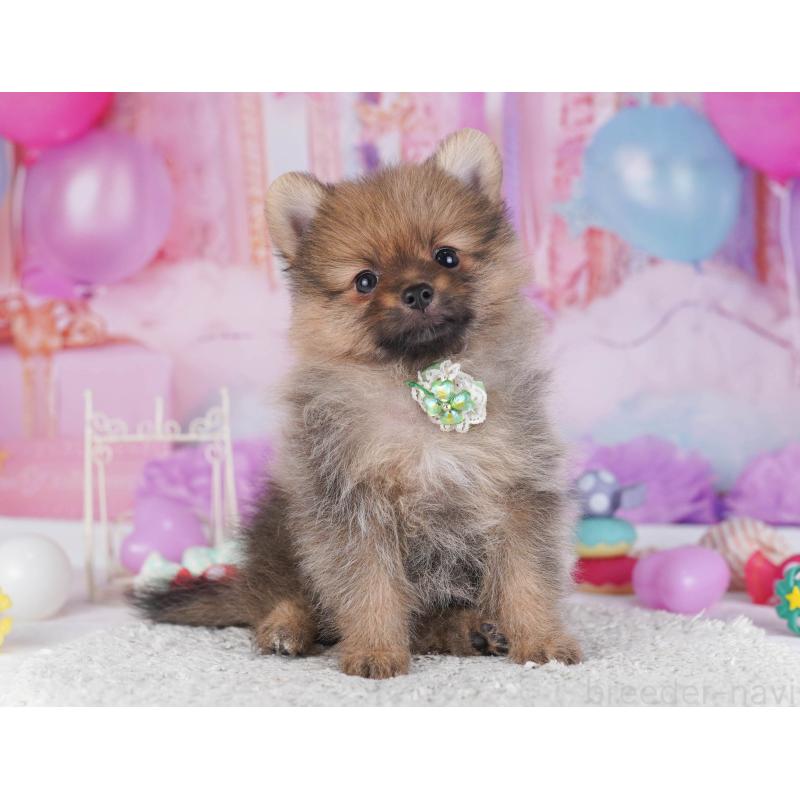 成約済の神奈川県のポメラニアン-445424の15枚目