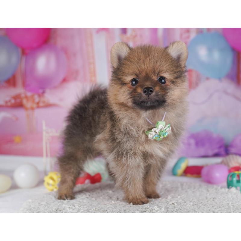 成約済の神奈川県のポメラニアン-445424の14枚目