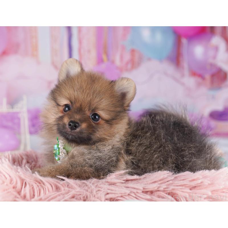 成約済の神奈川県のポメラニアン-445424の13枚目