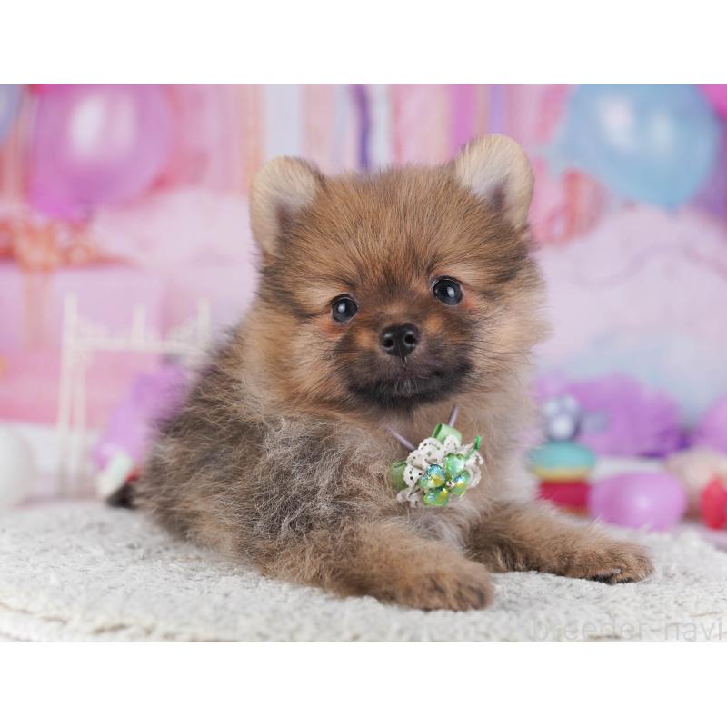 成約済の神奈川県のポメラニアン-445424の11枚目