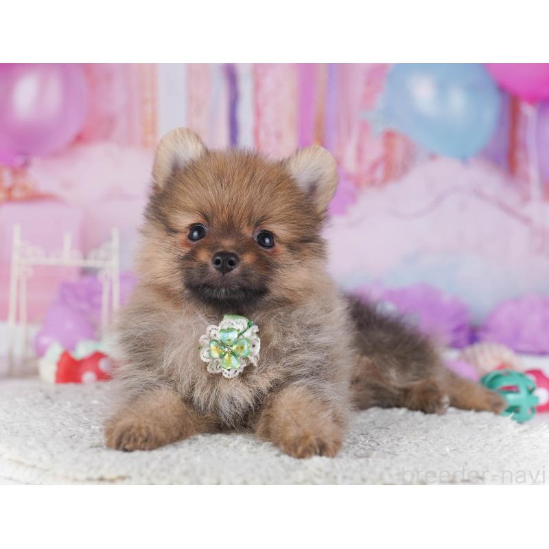 成約済の神奈川県のポメラニアン-445424の10枚目