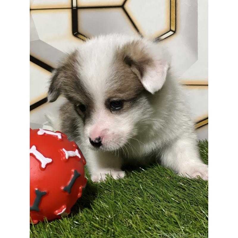 販売中の静岡県のウェルシュコーギーペンブローク-445426の8枚目