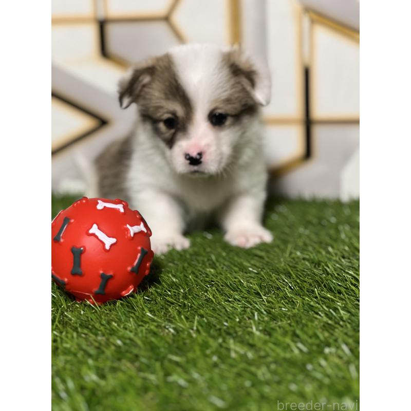 販売中の静岡県のウェルシュコーギーペンブローク-445426の7枚目