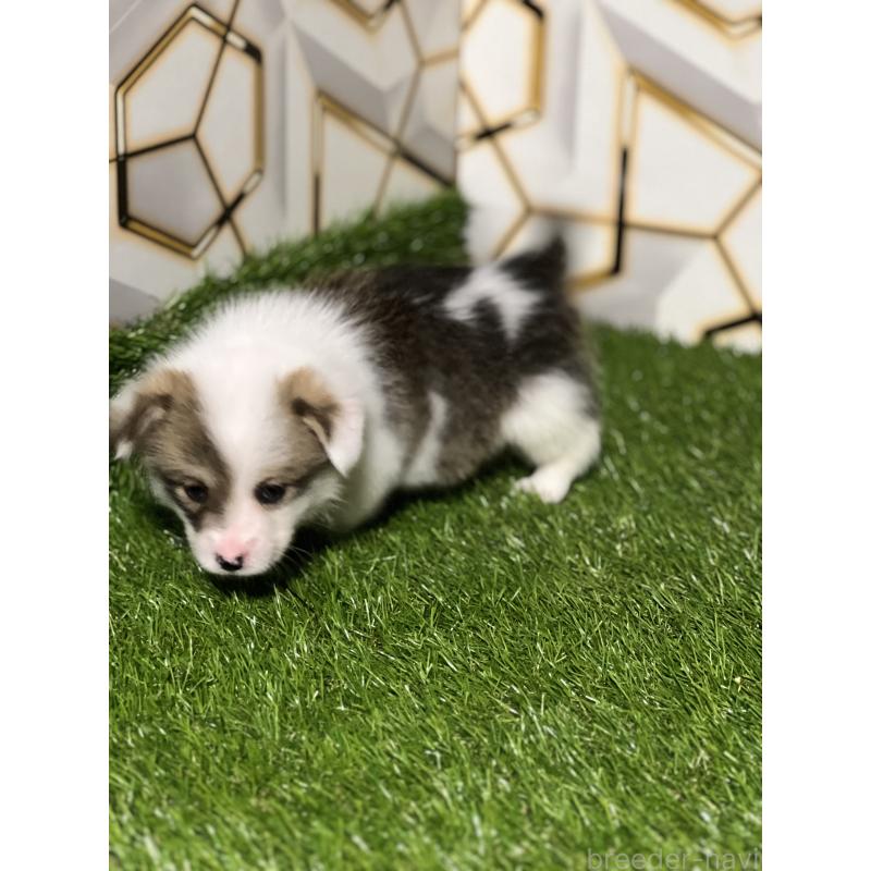 販売中の静岡県のウェルシュコーギーペンブローク-445426の6枚目