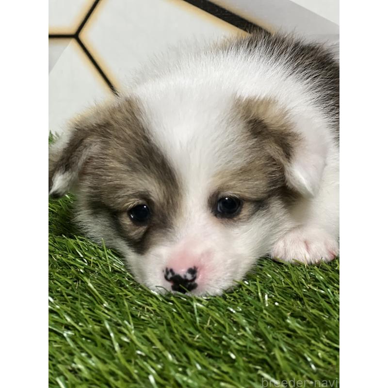 販売中の静岡県のウェルシュコーギーペンブローク-445426の3枚目