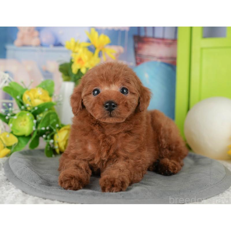 成約済の茨城県のタイニープードル-445425の5枚目