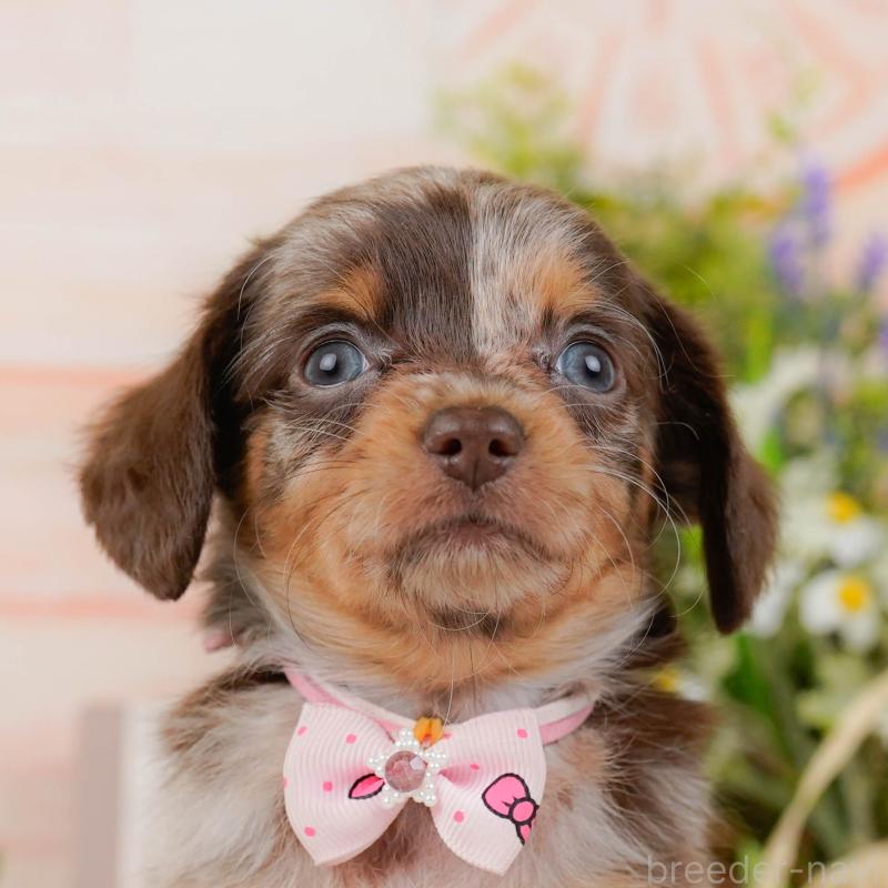 成約済の神奈川県のチワックス:チワワ×ミニチュアダックスフンド-445427の1枚目