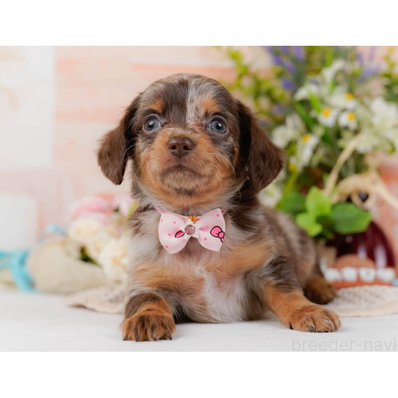 成約済の神奈川県のチワックス:チワワ×ミニチュアダックスフンド-445427の15枚目