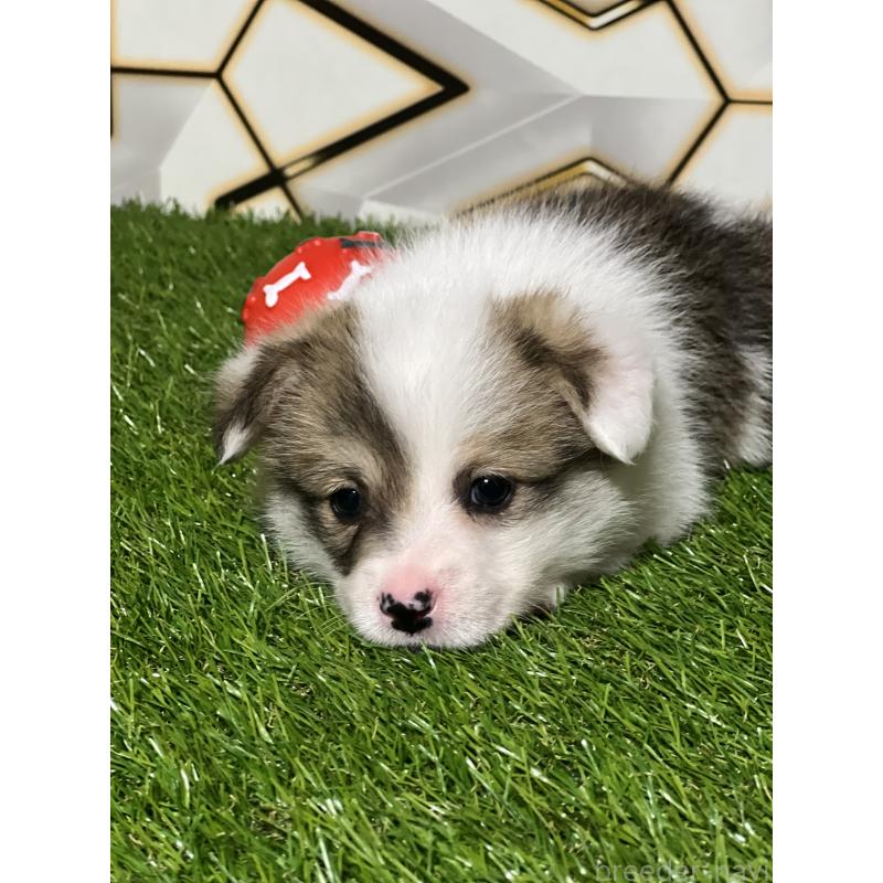 販売中の静岡県のウェルシュコーギーペンブローク-445426の2枚目