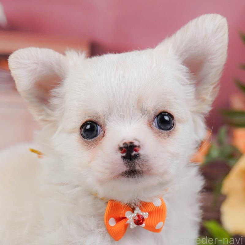 販売中の神奈川県のチワワ(ロングコート)-445428