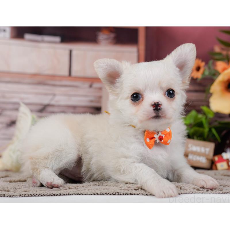 販売中の神奈川県のチワワ(ロングコート)-445428の14枚目