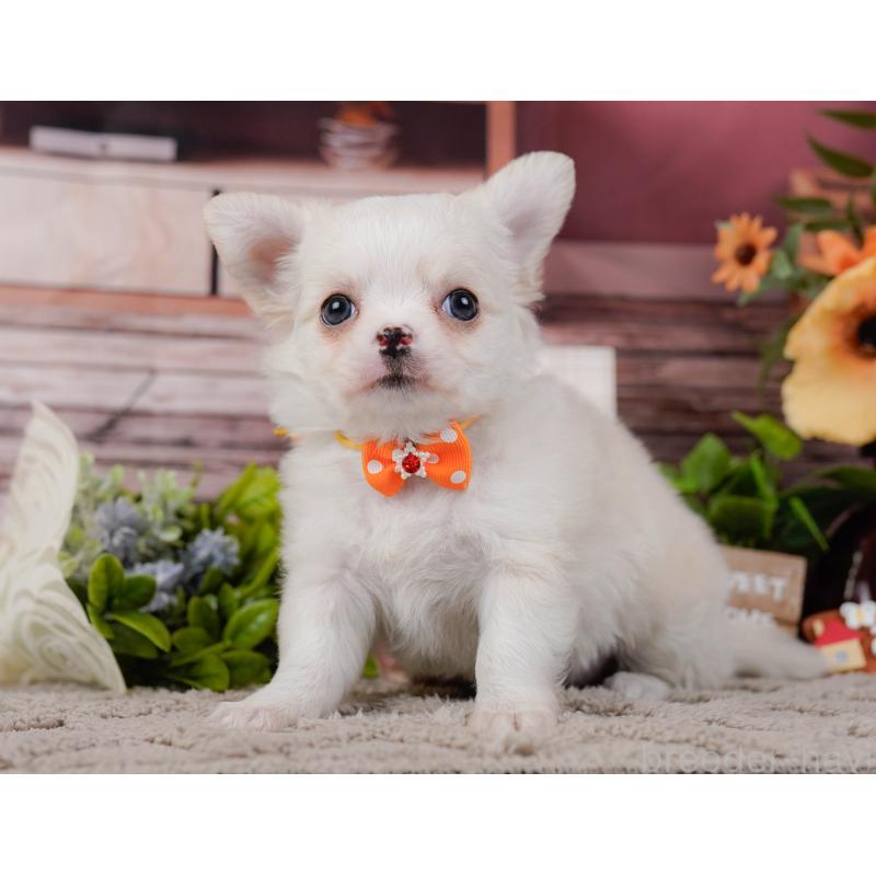 販売中の神奈川県のチワワ(ロングコート)-445428の13枚目