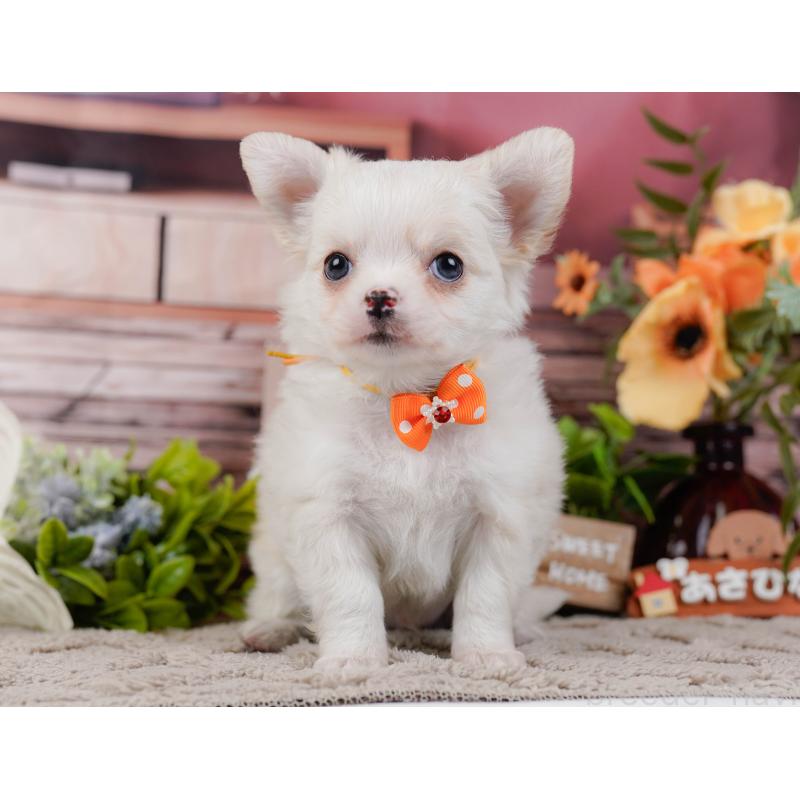 販売中の神奈川県のチワワ(ロングコート)-445428の10枚目