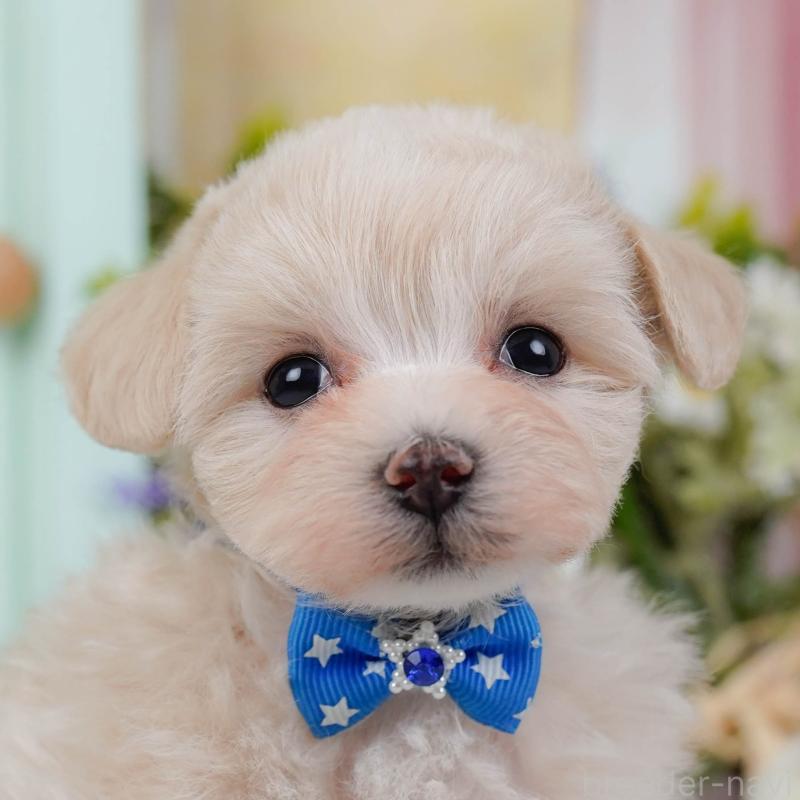 成約済ののマルプー:マルチーズ×トイプードル-445429