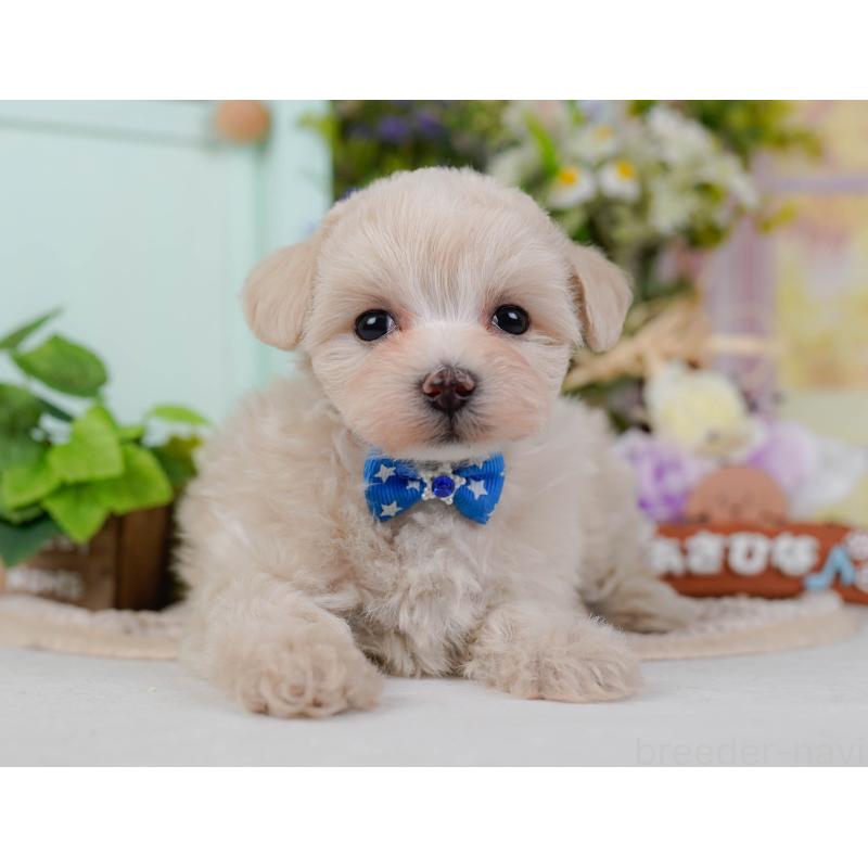 成約済の神奈川県のマルプー:マルチーズ×トイプードル-445429の15枚目