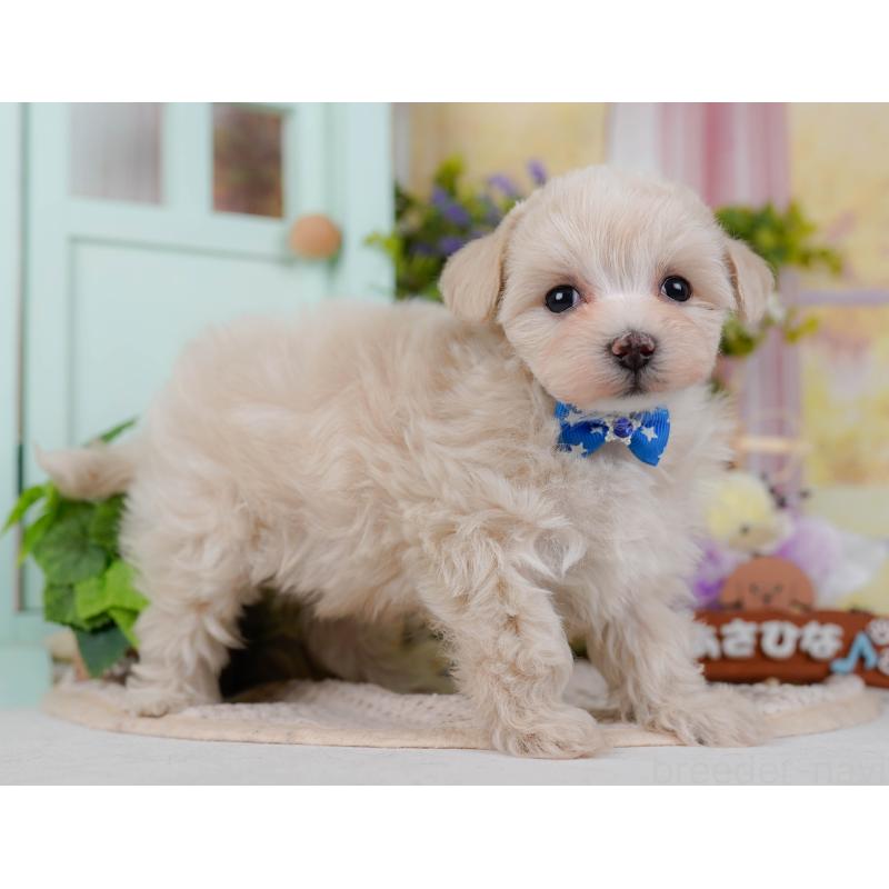 成約済の神奈川県のマルプー:マルチーズ×トイプードル-445429の14枚目