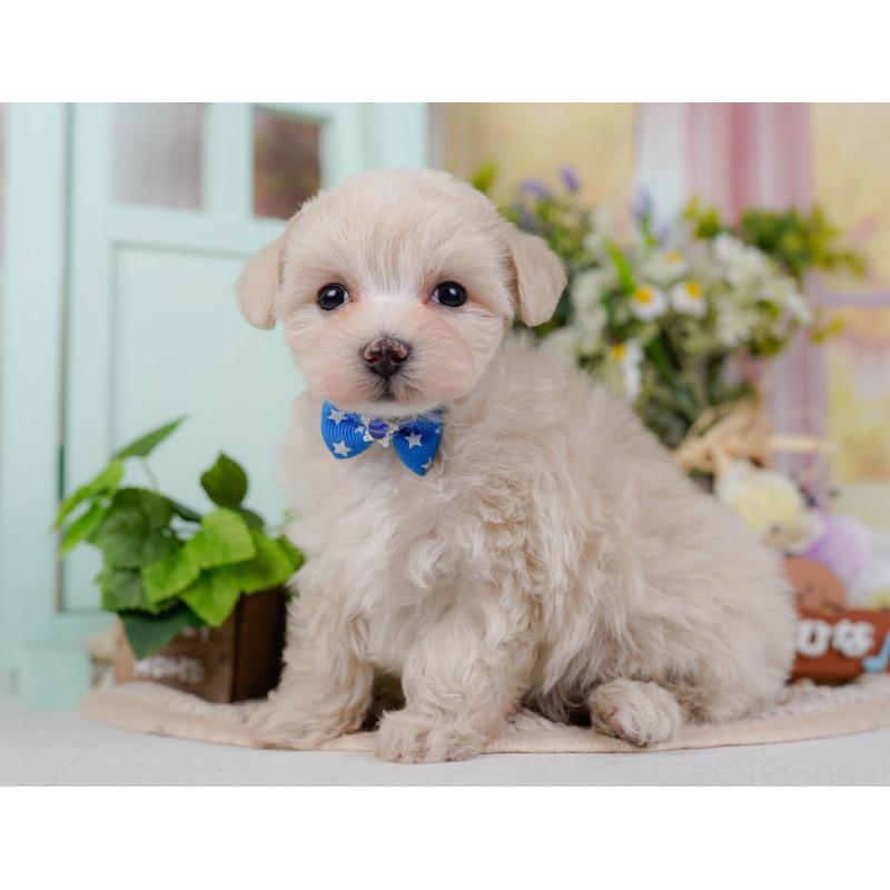 成約済の神奈川県のマルプー:マルチーズ×トイプードル-445429の12枚目