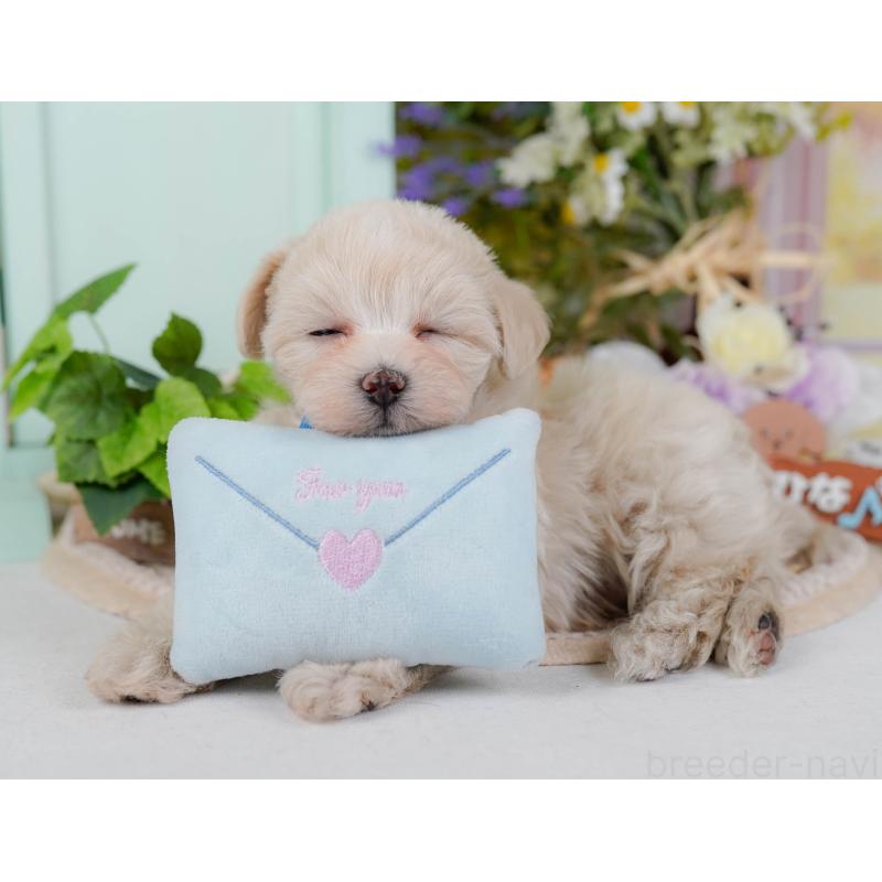 成約済の神奈川県のマルプー:マルチーズ×トイプードル-445429の10枚目