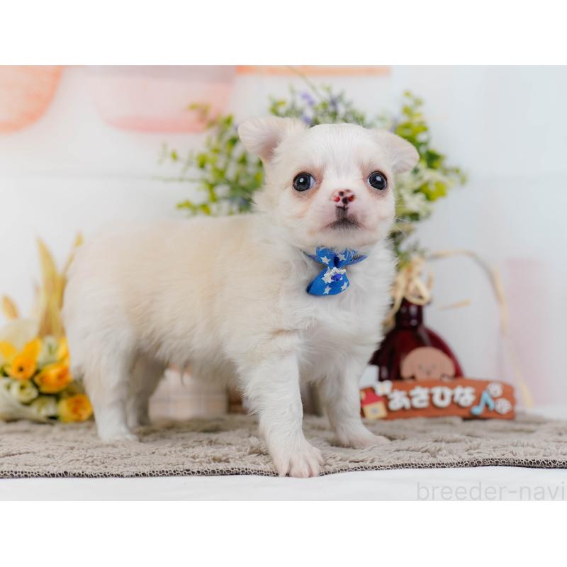 販売中の神奈川県のチワワ(ロングコート)-445422の7枚目