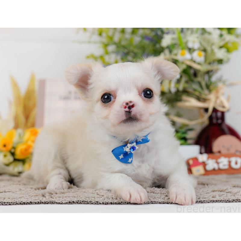 販売中の神奈川県のチワワ(ロングコート)-445422の5枚目