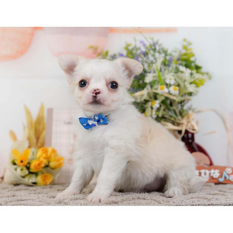 販売中の神奈川県のチワワ(ロングコート)-445422の4枚目